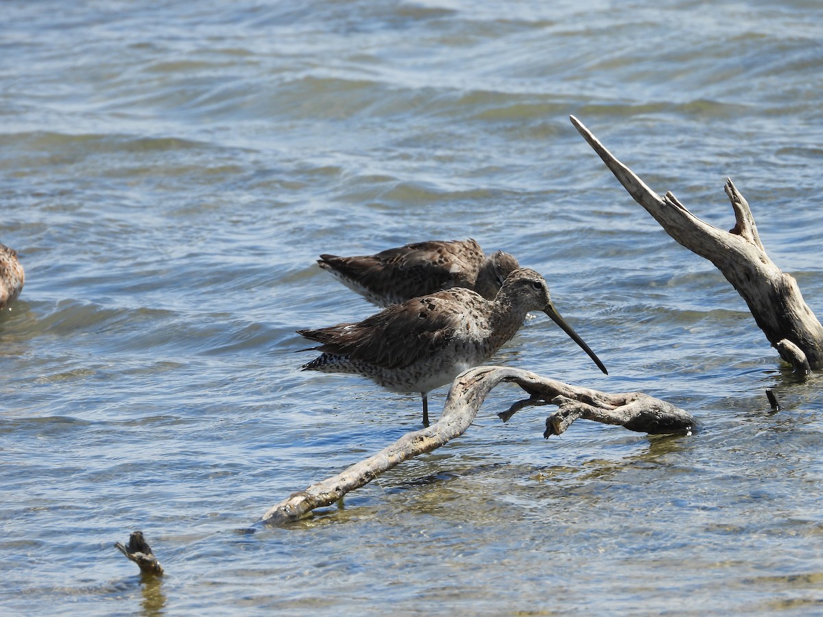 Long-billed Dowitcher - ML636225789