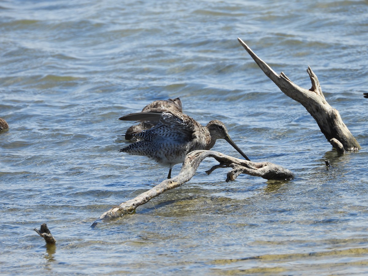 Long-billed Dowitcher - ML636225794