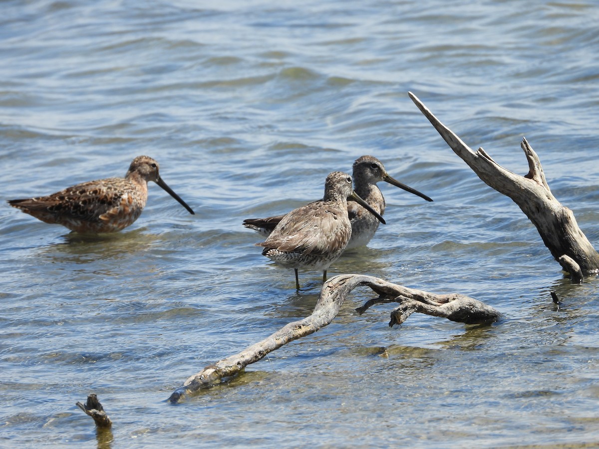 Long-billed Dowitcher - ML636225817