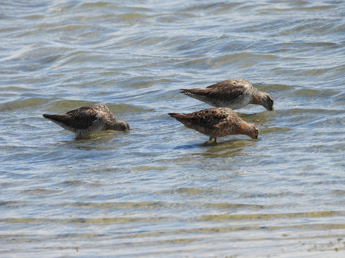 Long-billed Dowitcher - ML636225853