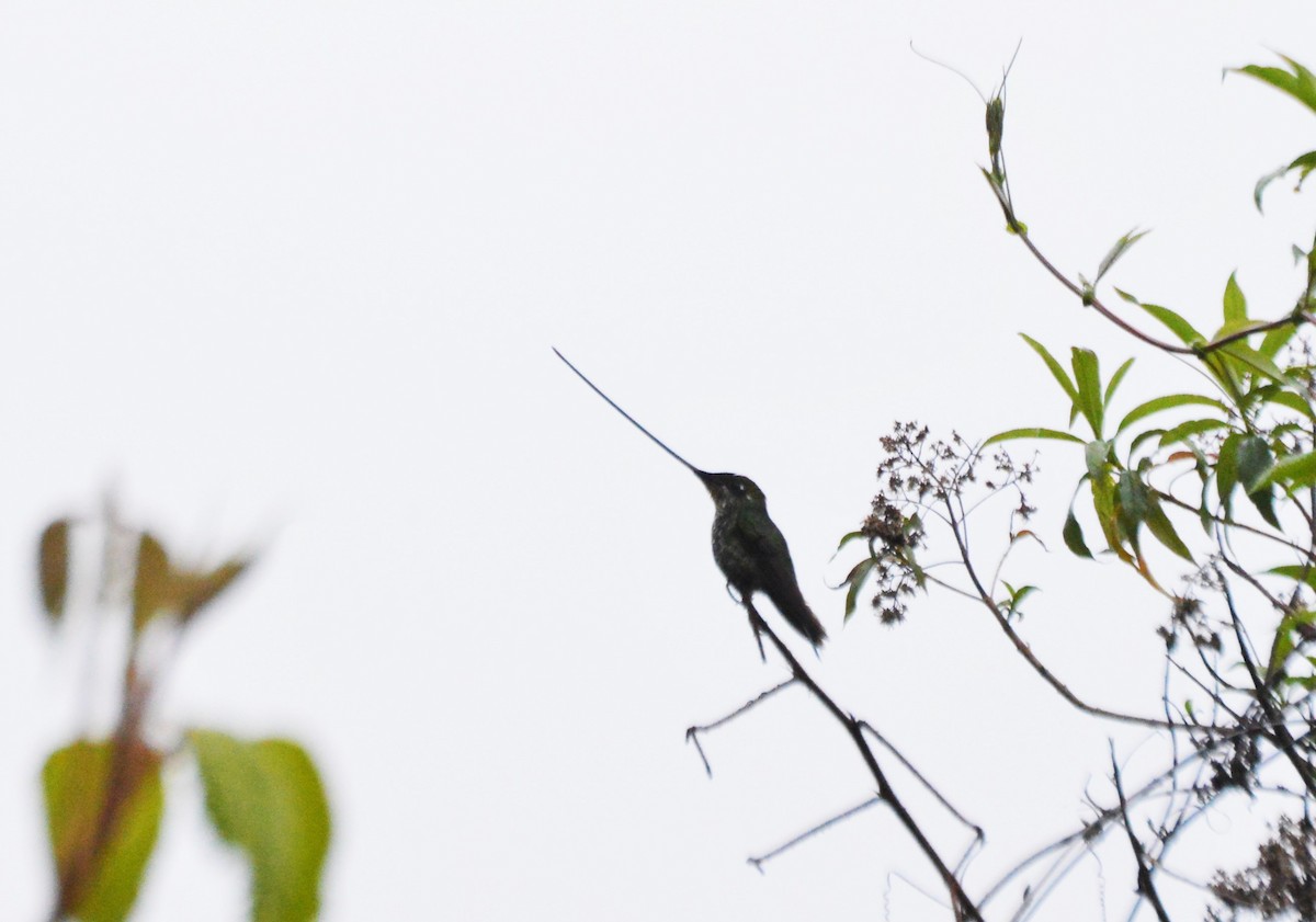 Sword-billed Hummingbird - ML636225863