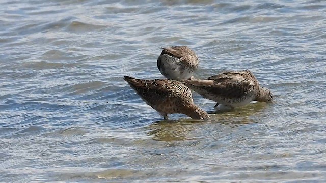 Bécassin à long bec - ML636225890