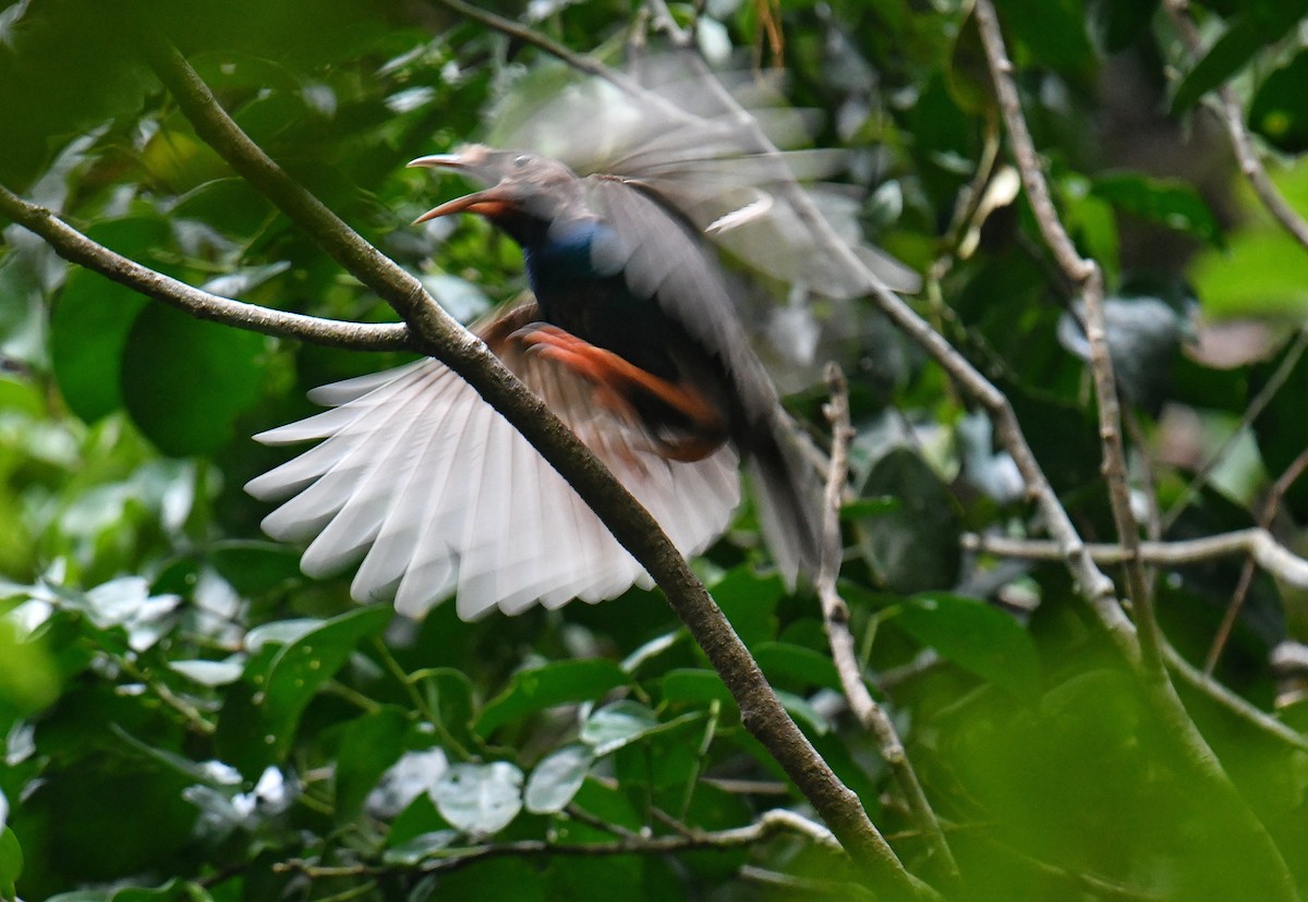 Bänderparadiesvogel - ML636225952