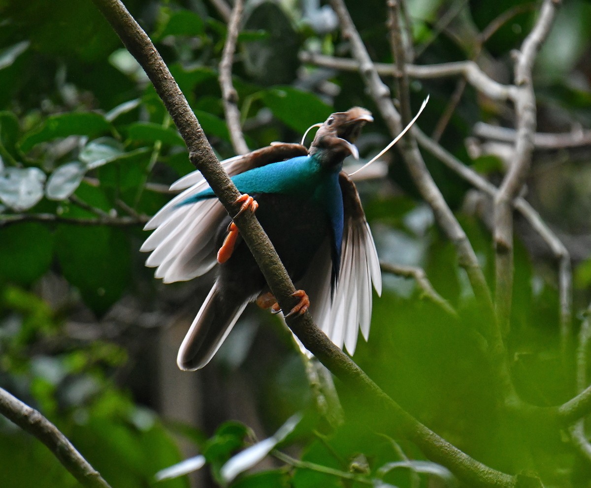 Bänderparadiesvogel - ML636225953