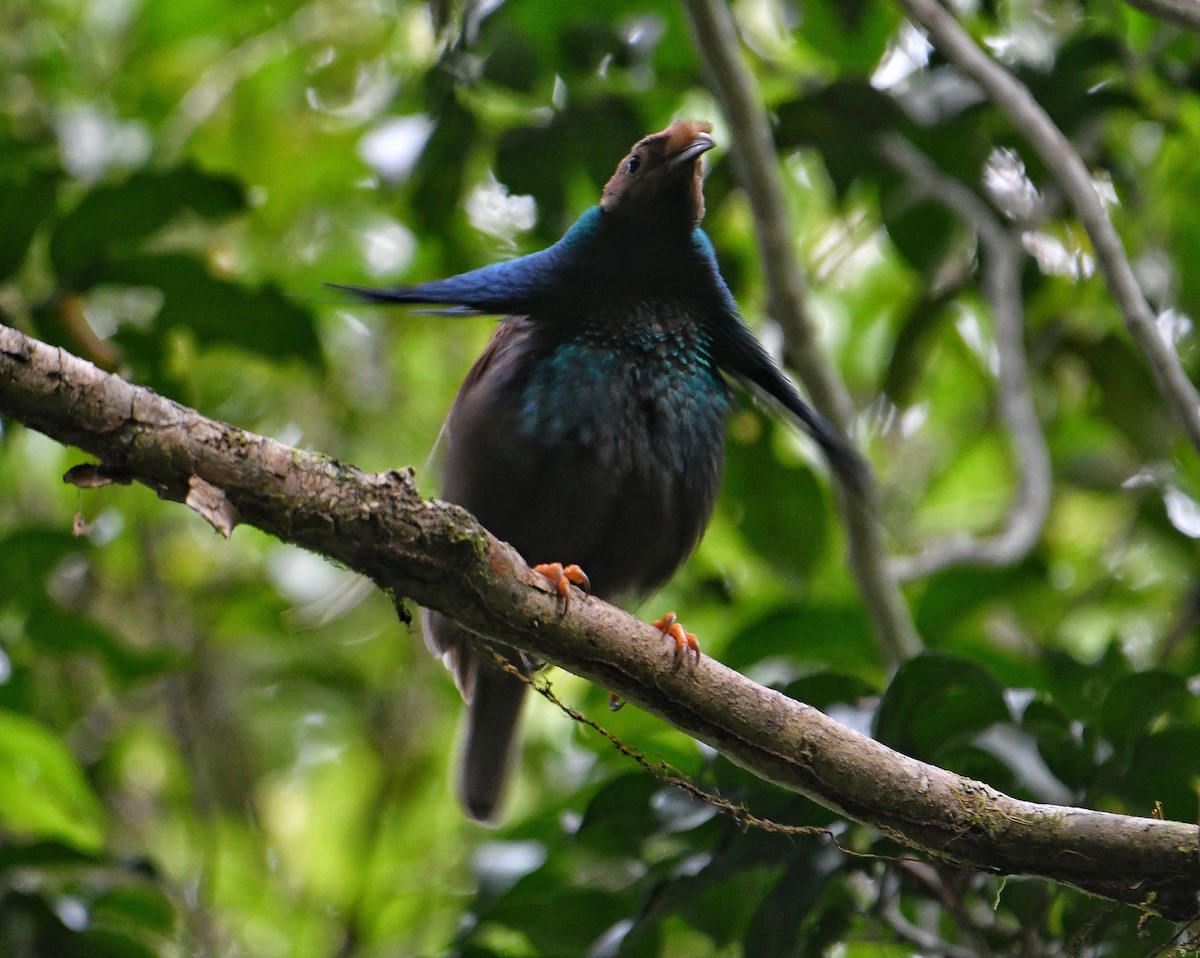 Bänderparadiesvogel - ML636225955