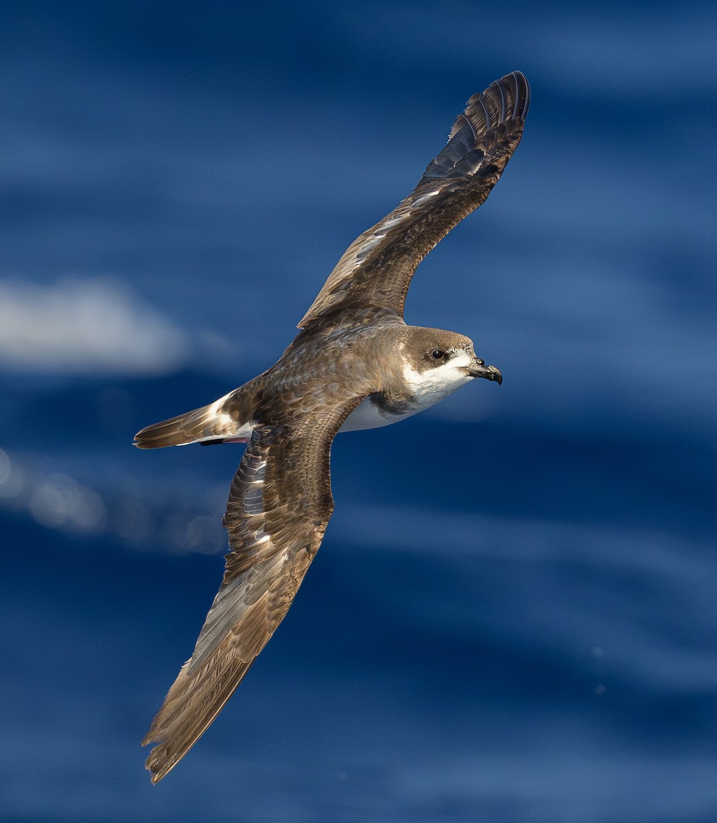 bermudapetrell - ML636225956