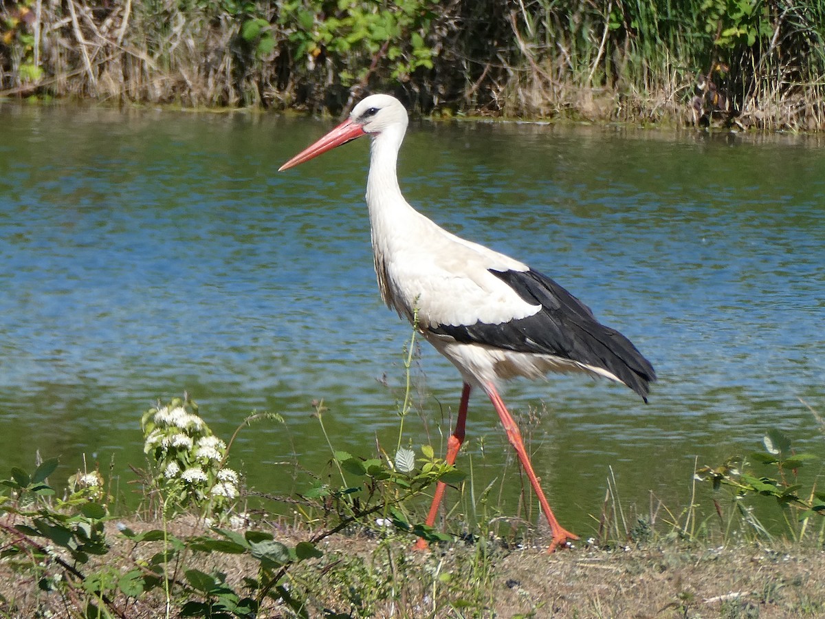 White Stork - ML636225978