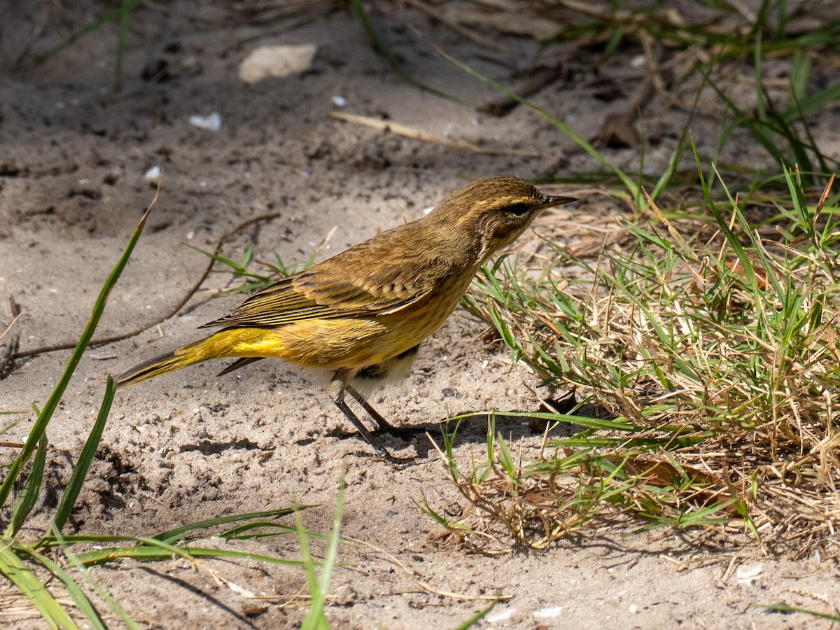 Palm Warbler (Western) - ML636226023