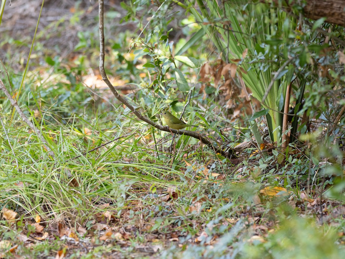 Painted Bunting - ML636226064