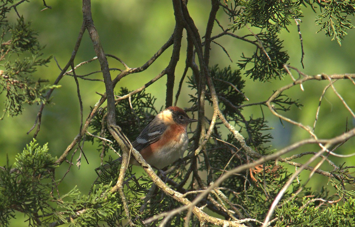 Bay-breasted Warbler - ML636226106