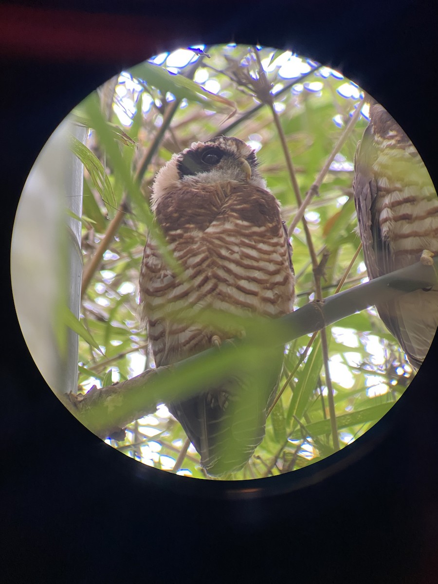 Band-bellied Owl - ML636226203