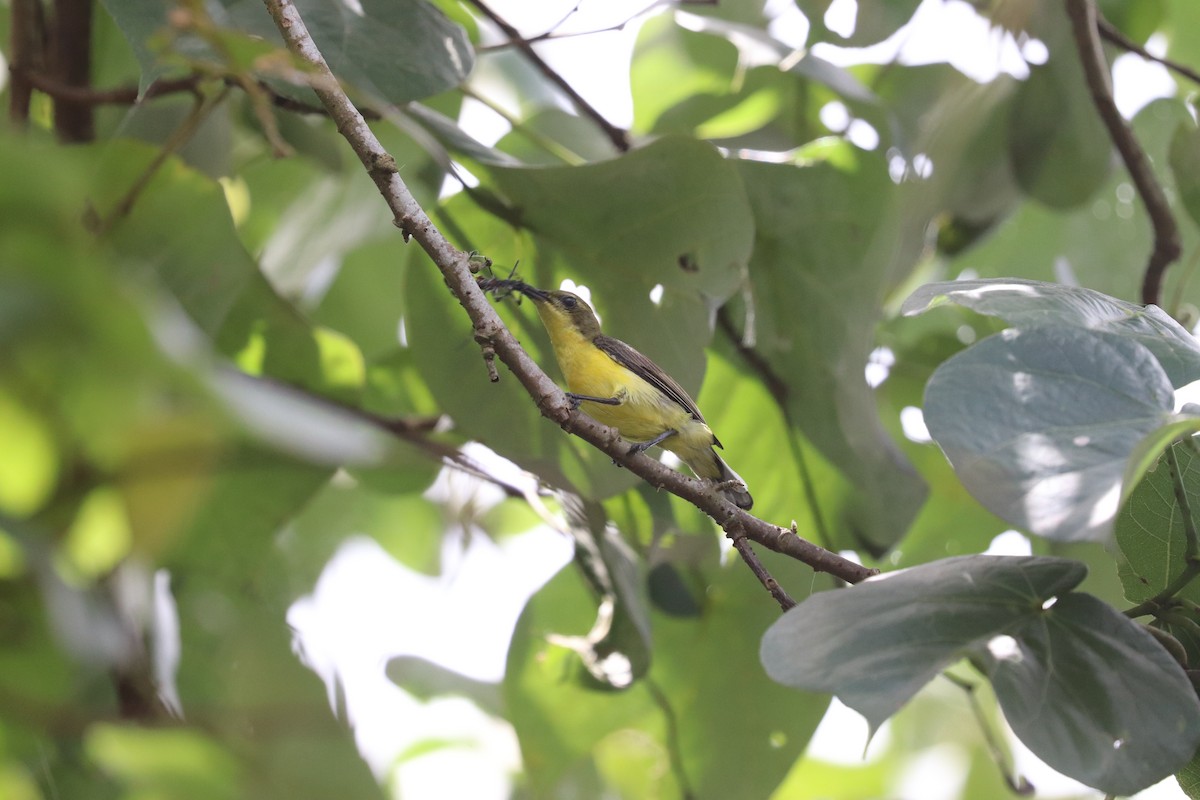 Garden Sunbird - ML636226227