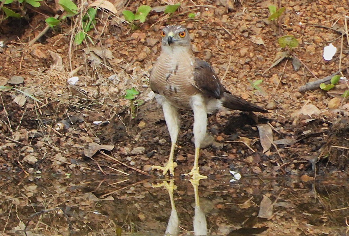 Shikra - ML636226232