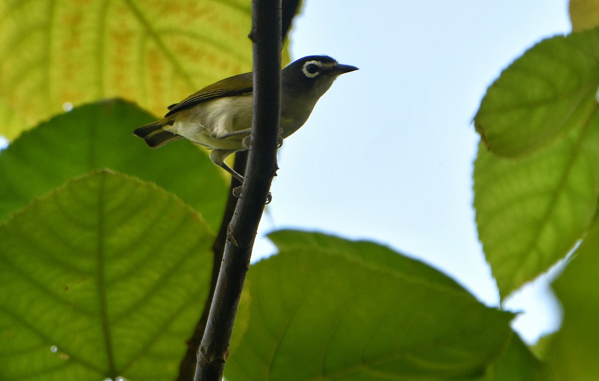 Morotai White-eye - ML636226256