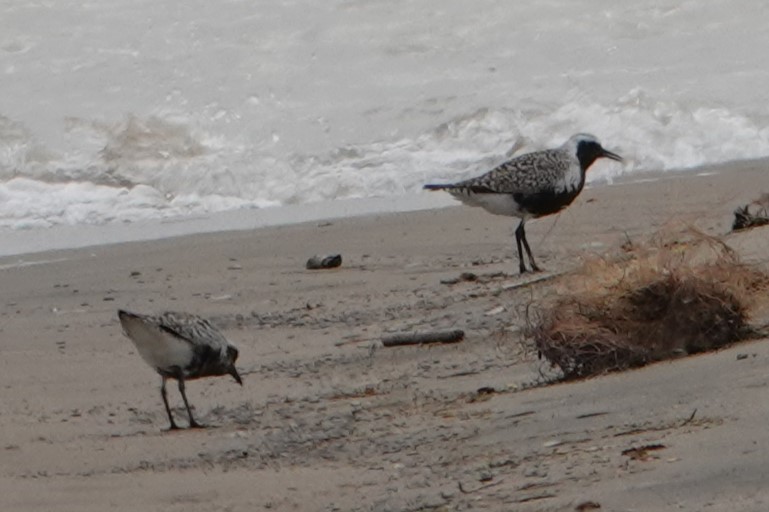 Black-bellied Plover - ML636226262