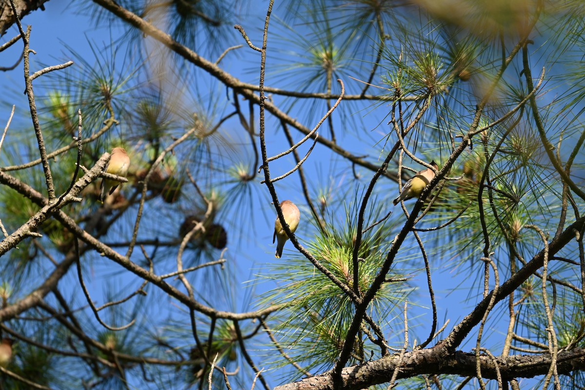 Cedar Waxwing - ML636226263