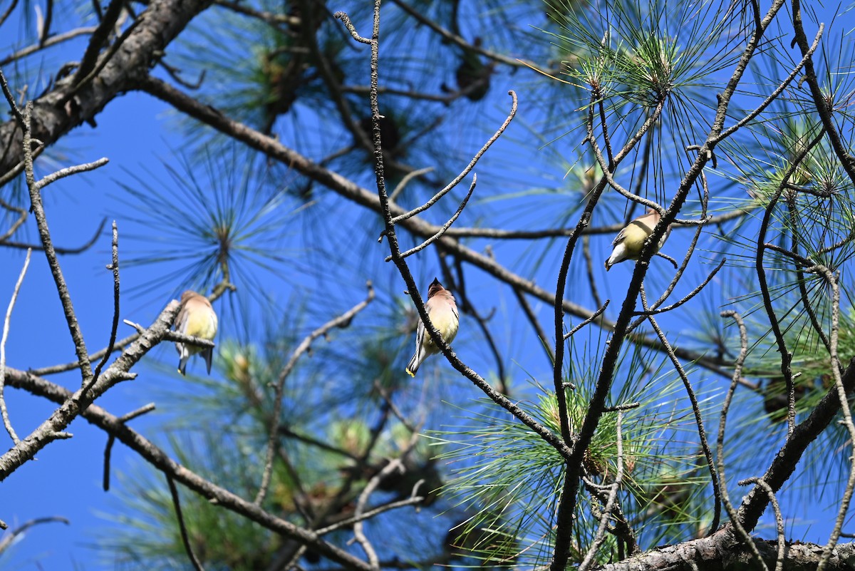 Cedar Waxwing - ML636226271