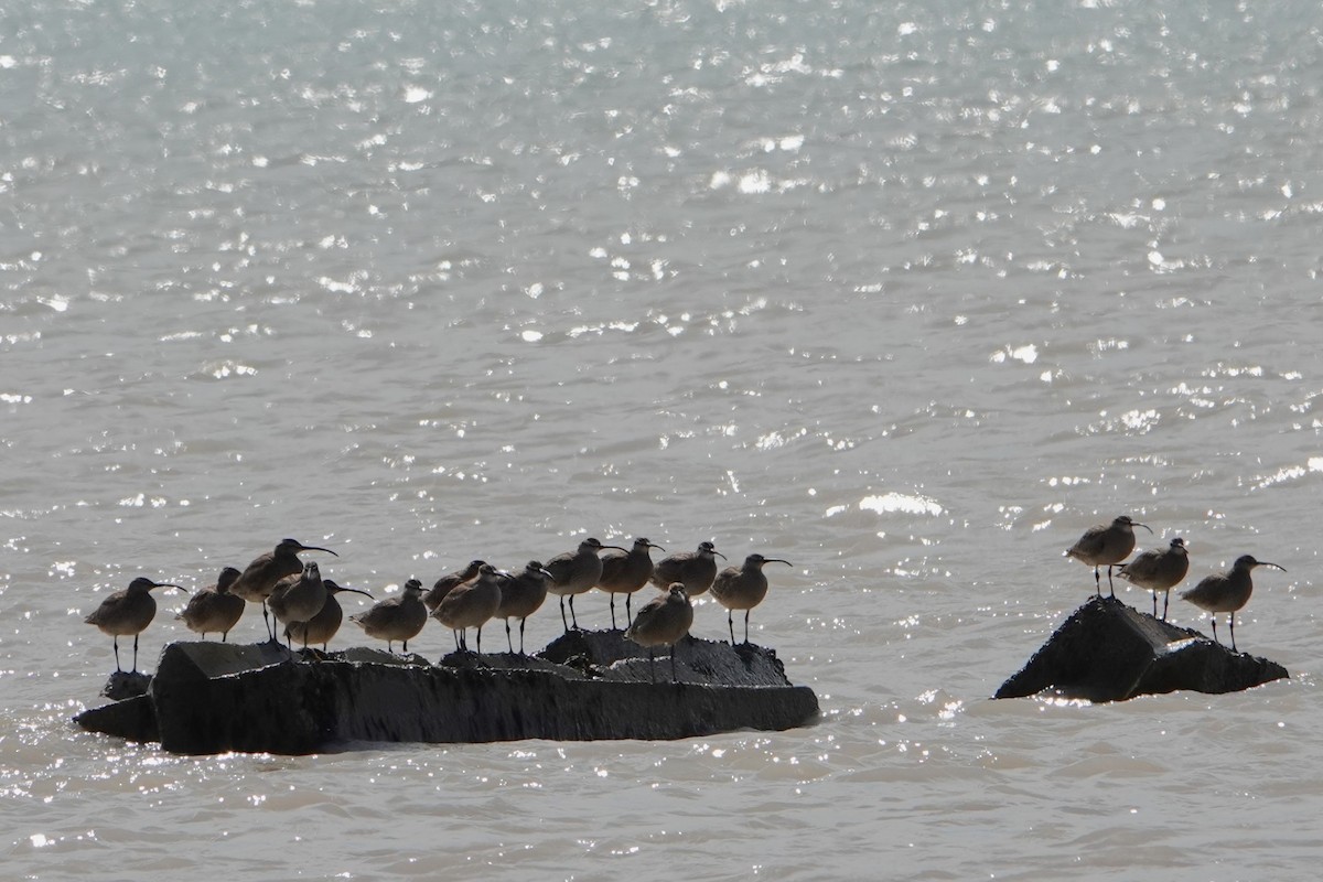 Hudsonian Whimbrel - ML636226275