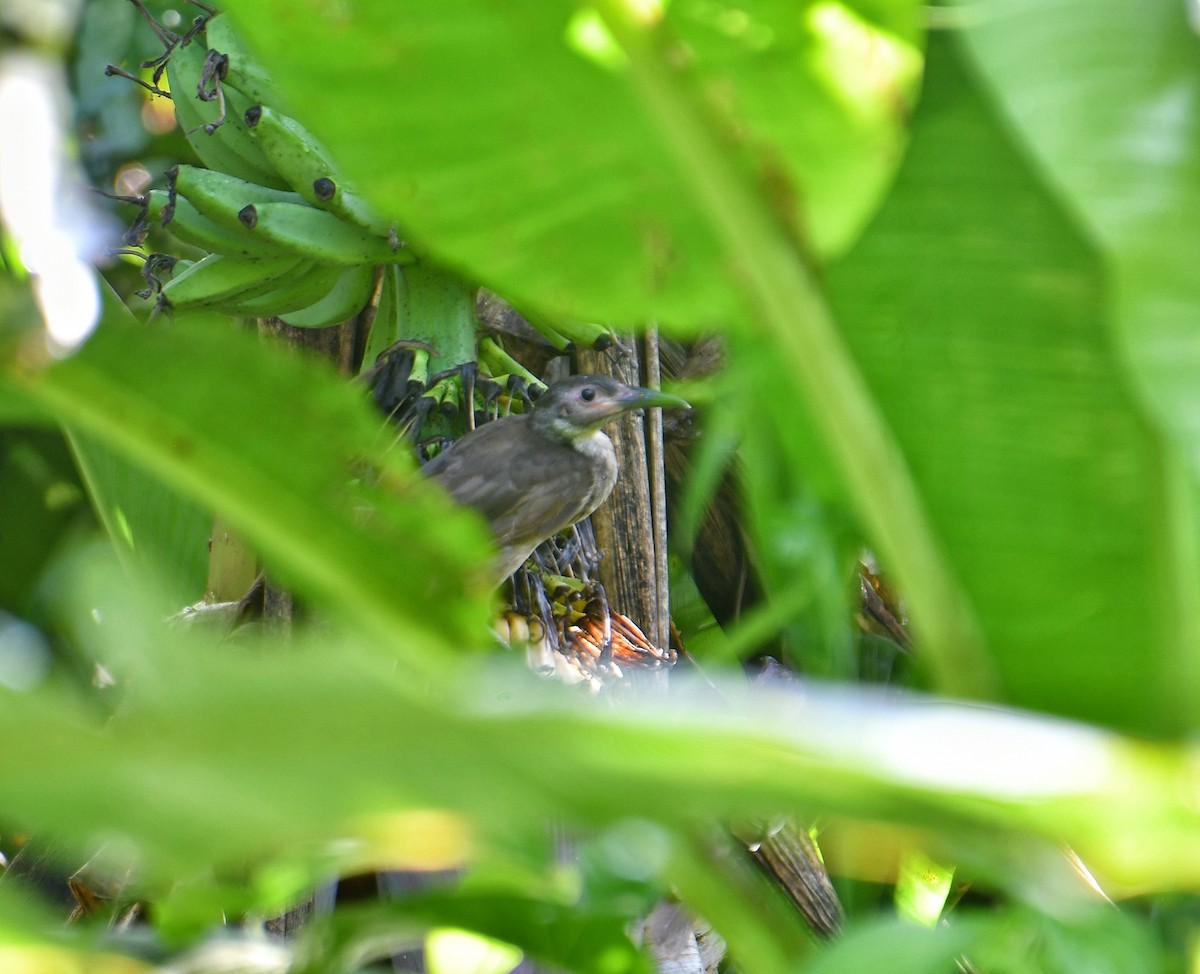 Molukkenlederkopf - ML636226276