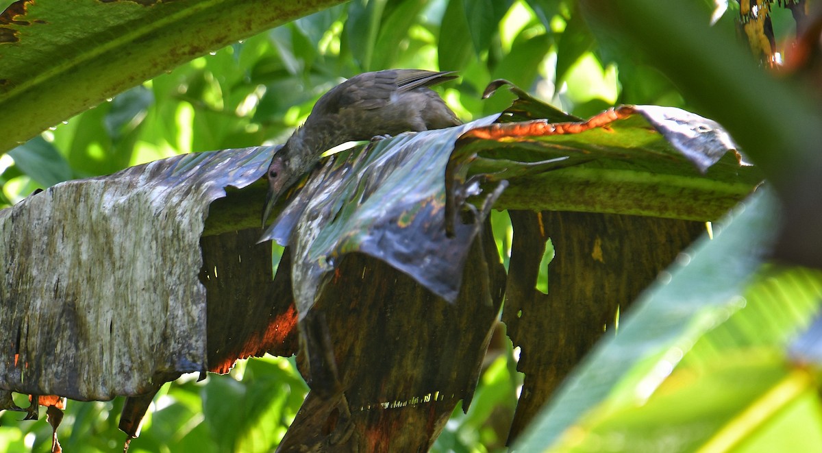 Molukkenlederkopf - ML636226277