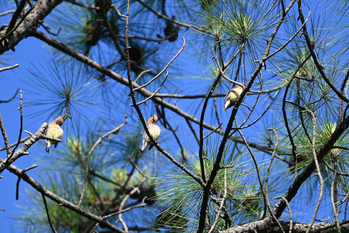 Cedar Waxwing - ML636226280