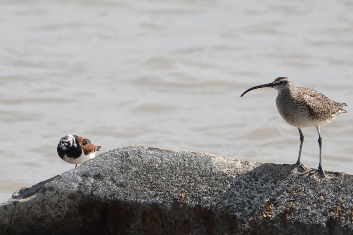 Ruddy Turnstone - ML636226284