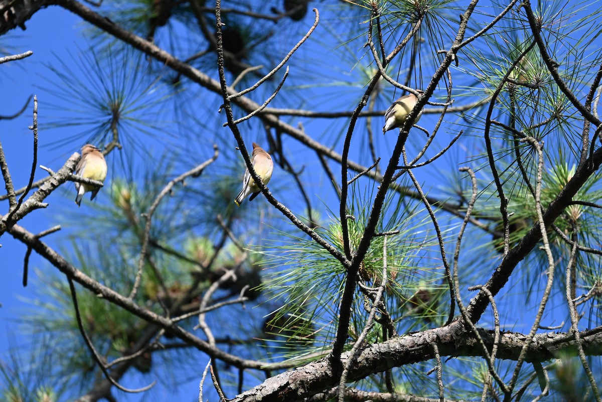 Cedar Waxwing - ML636226287
