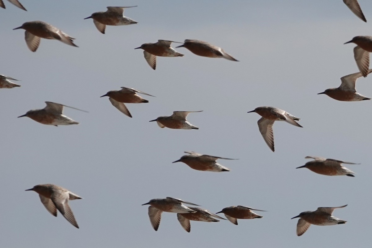 Red Knot - ML636226300