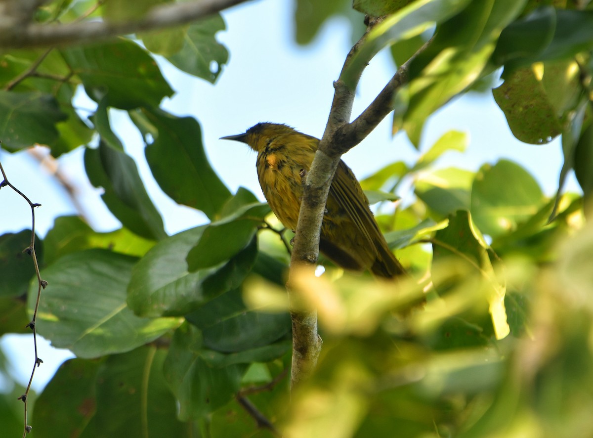 Halmaheragoldbülbül - ML636226309