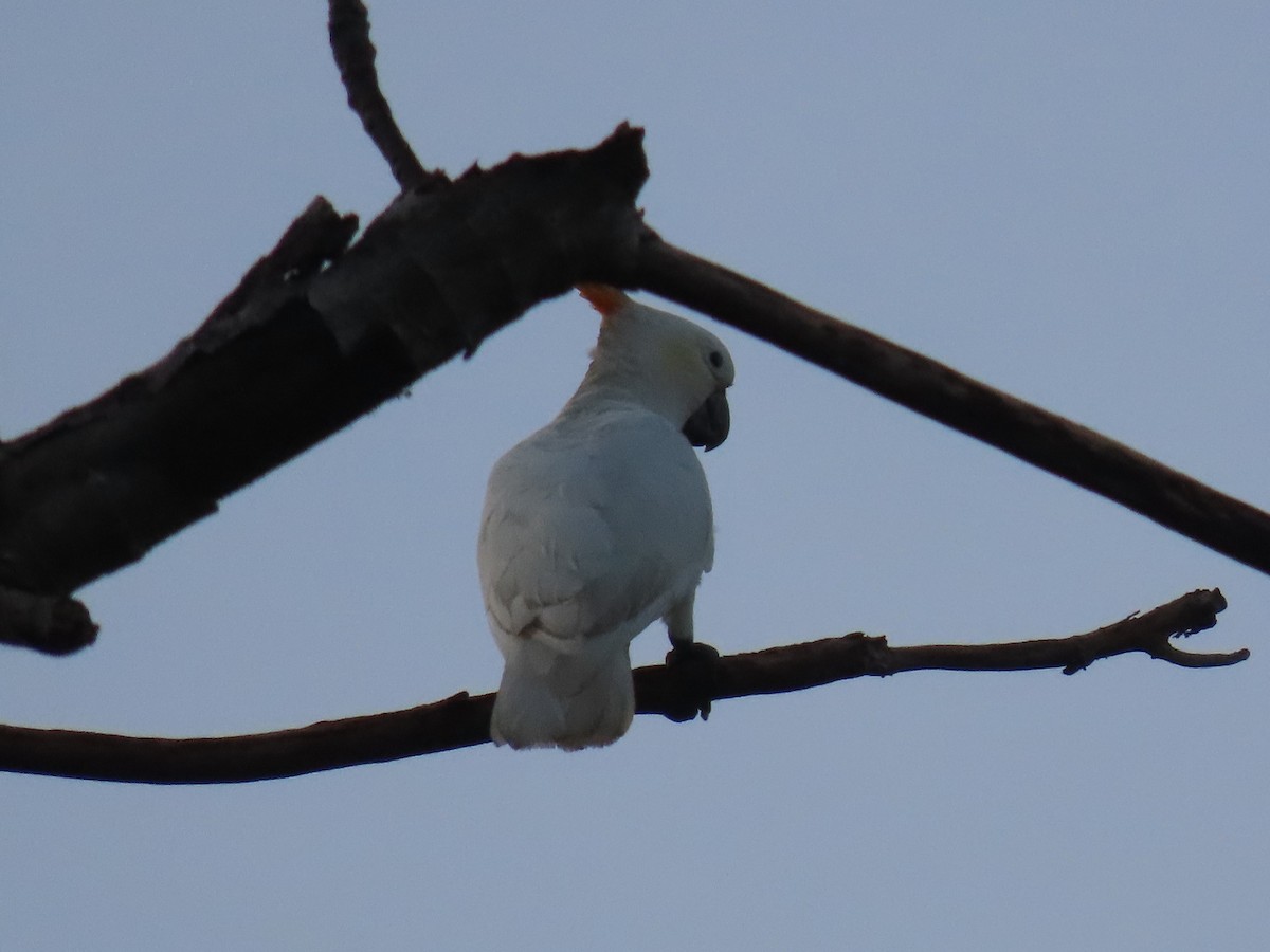 Cacatúa de Sumba - ML636226310
