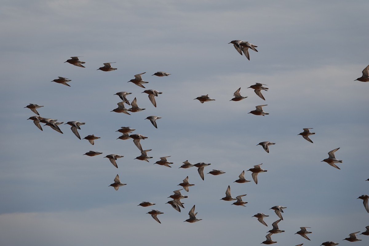 Red Knot - ML636226311