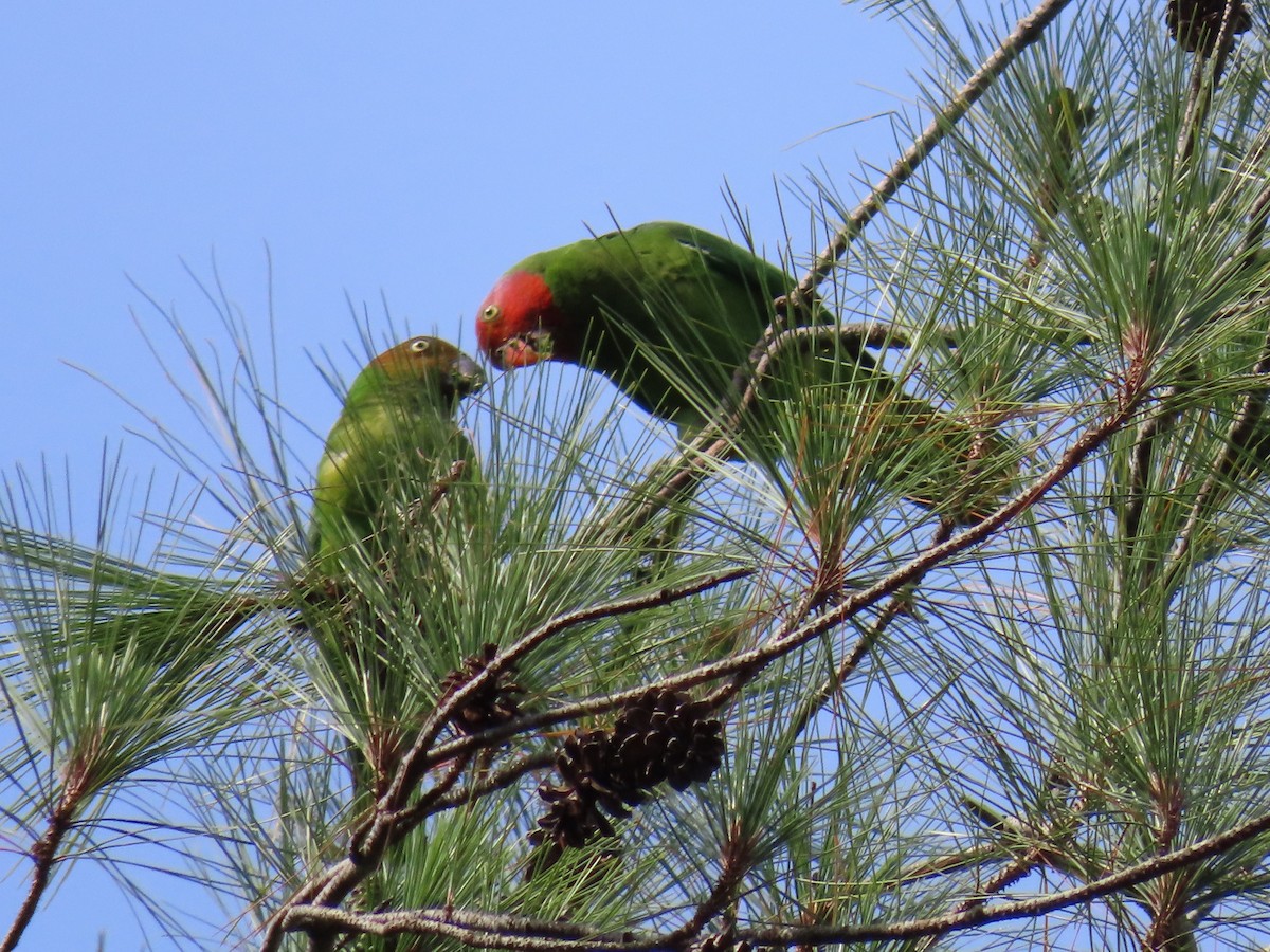 Red-cheeked Parrot - ML636226324