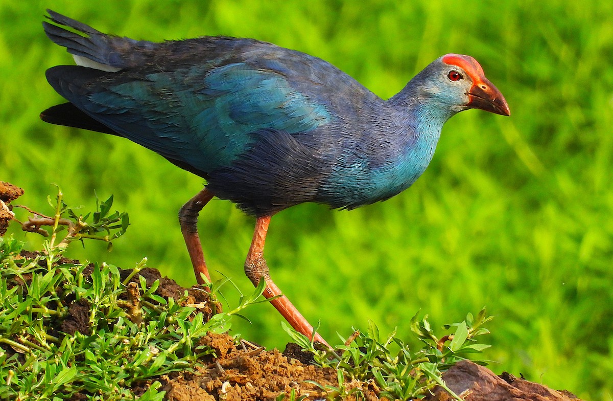 Pollo sultano testagrigia - ML636226343