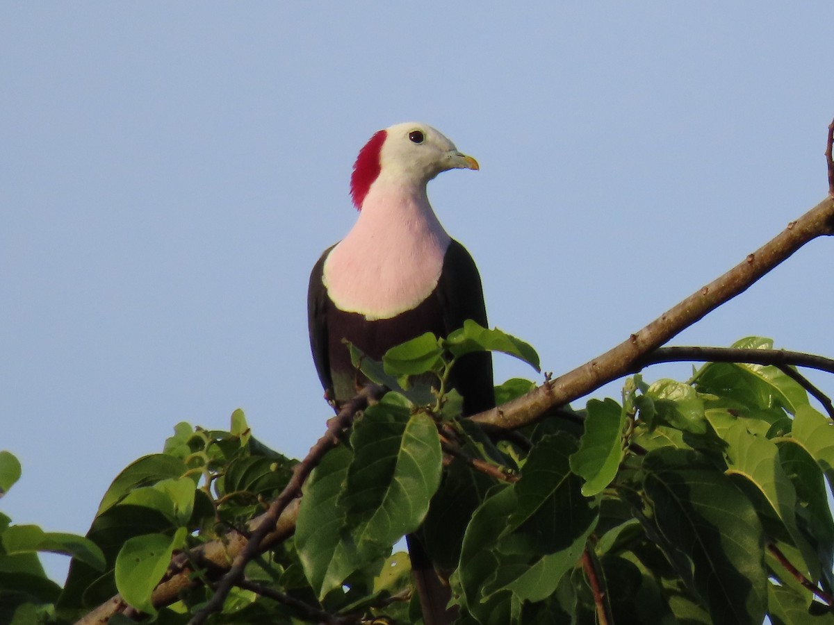 Red-naped Fruit-Dove - ML636226353
