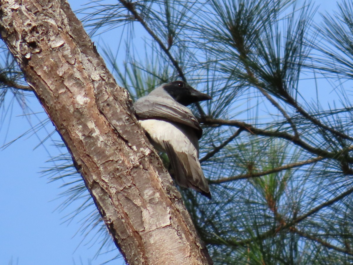 Wallacean Cuckooshrike - ML636226391