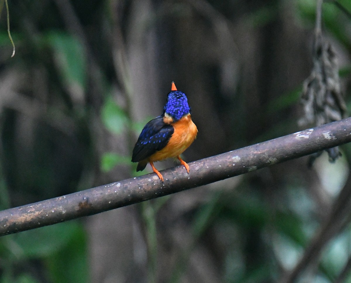 Moluccan Dwarf-Kingfisher (North Moluccan) - ML636226394