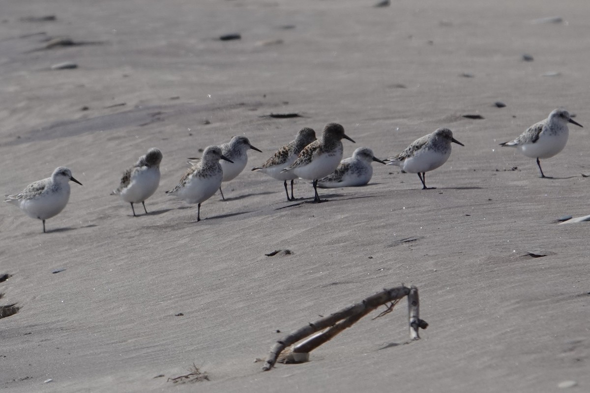 Sanderling - ML636226398