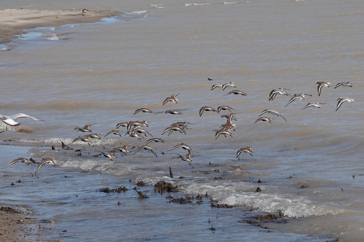 Dunlin - ML636226449