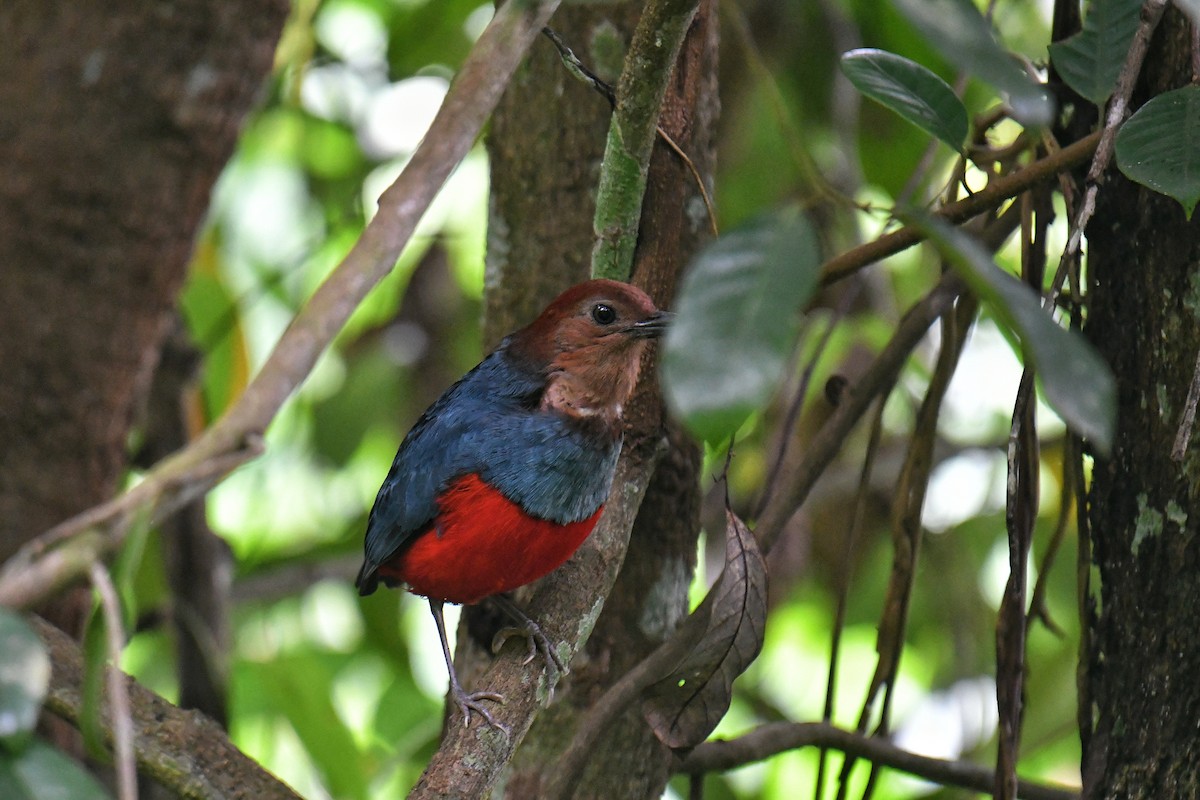 Nordmolukken-Blaubrustpitta - ML636226466