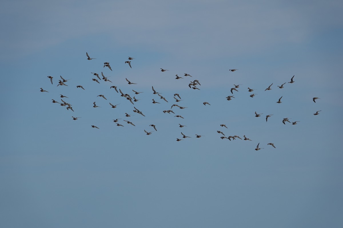 Red Knot - ML636226515