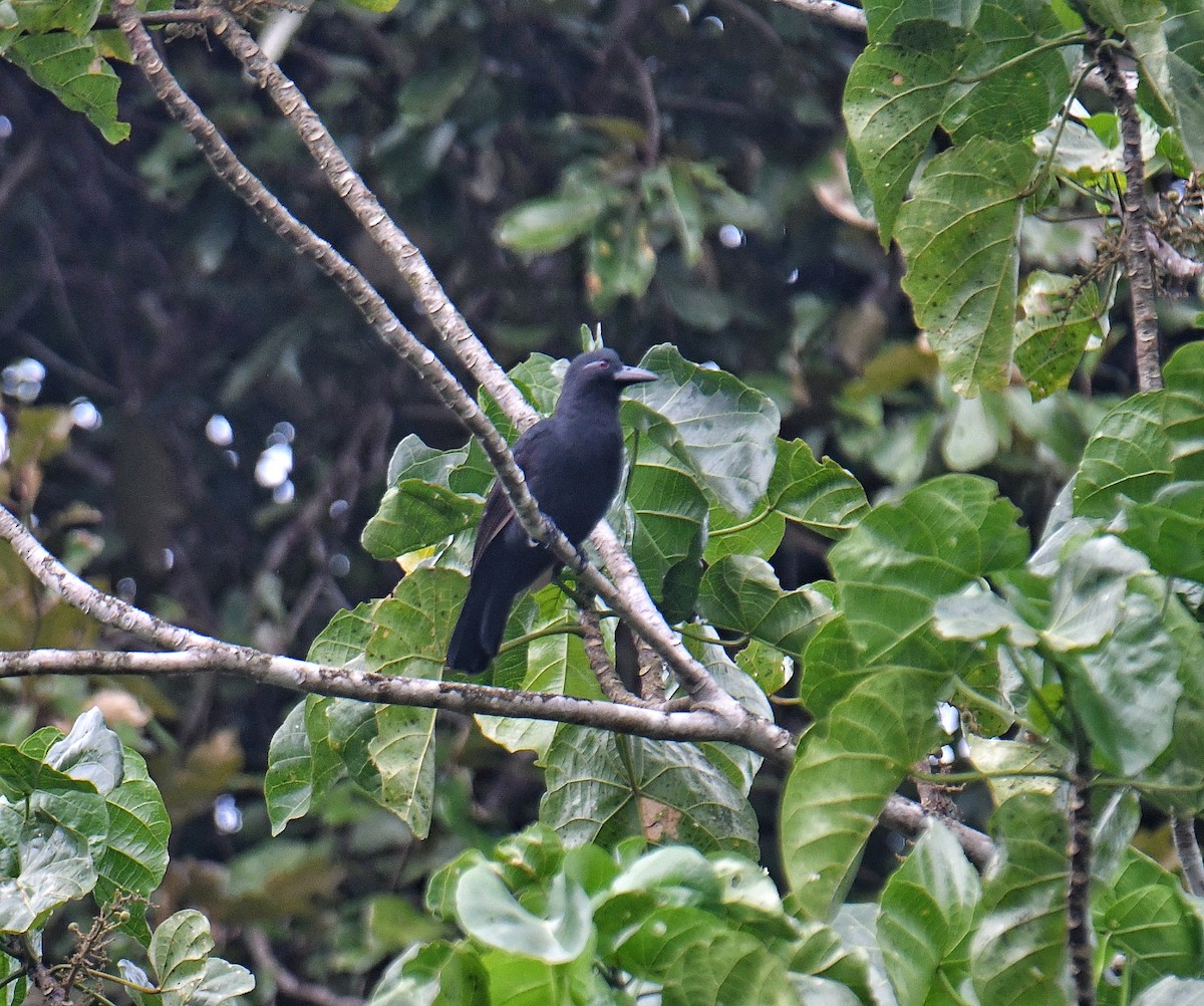 Obi Paradise-crow - ML636226552
