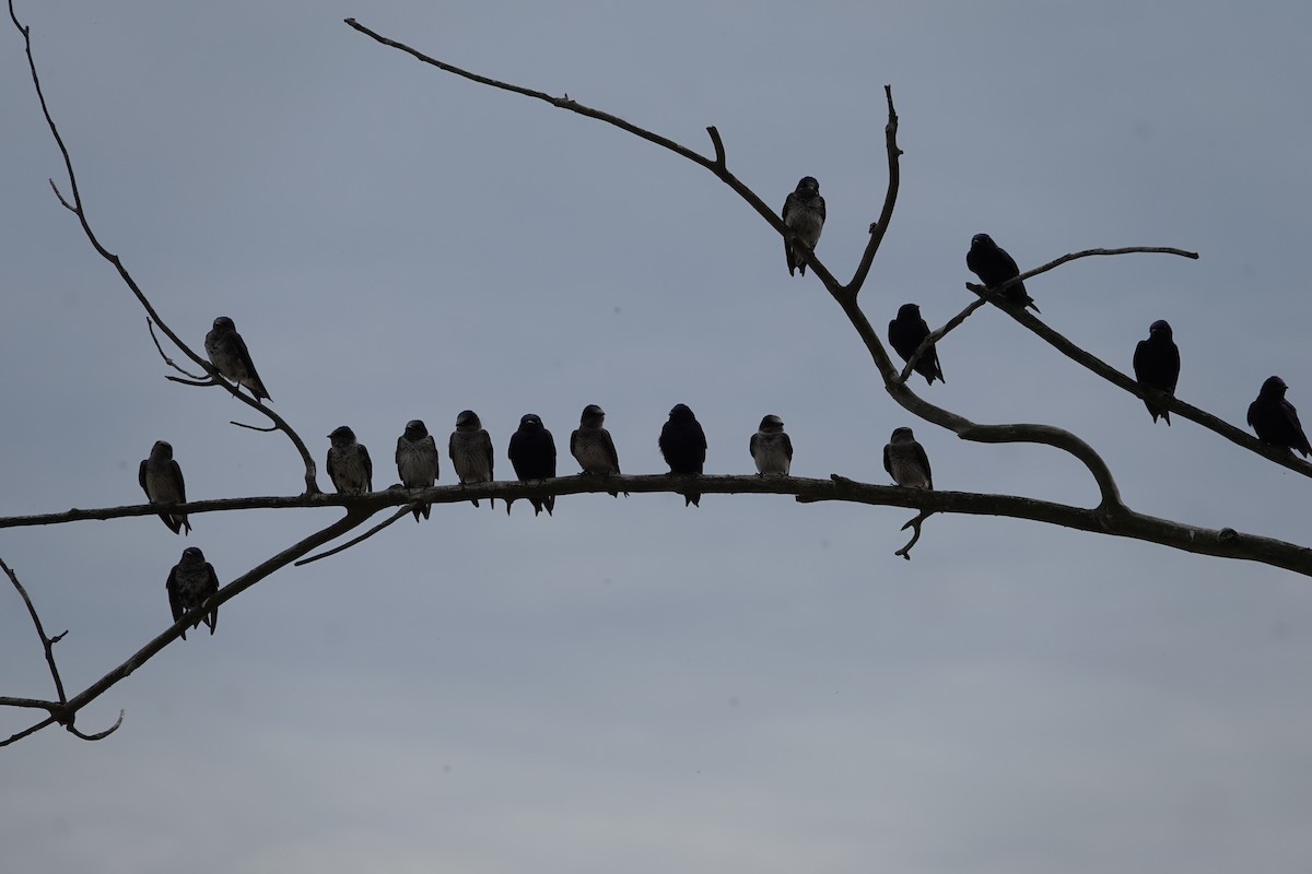 Purple Martin - ML636226556