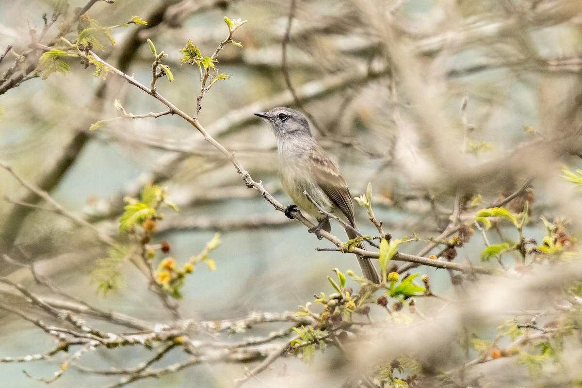 Marañon Tyrannulet - ML636226601