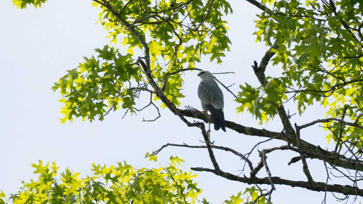 Mississippibussard - ML636226659