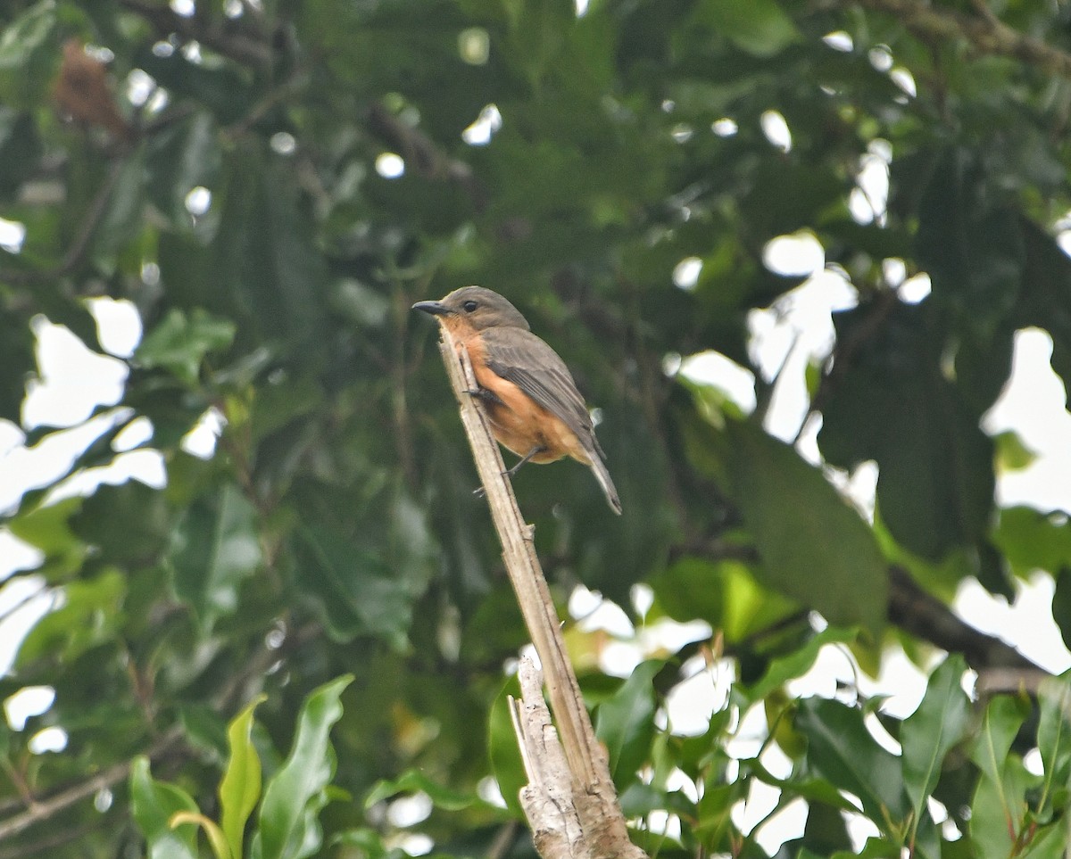 Drab Whistler (Cinnamon-breasted) - ML636226667