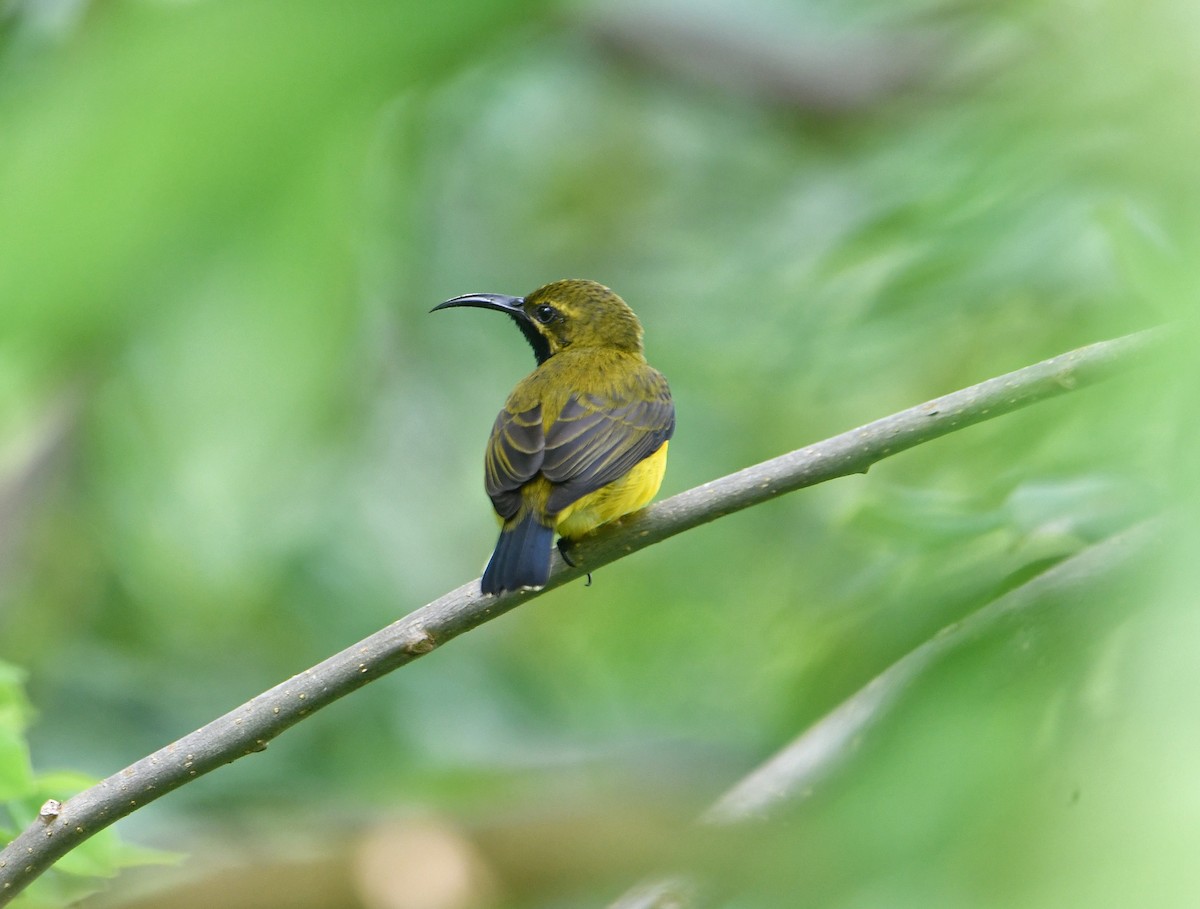 Sahul Sunbird - ML636226683