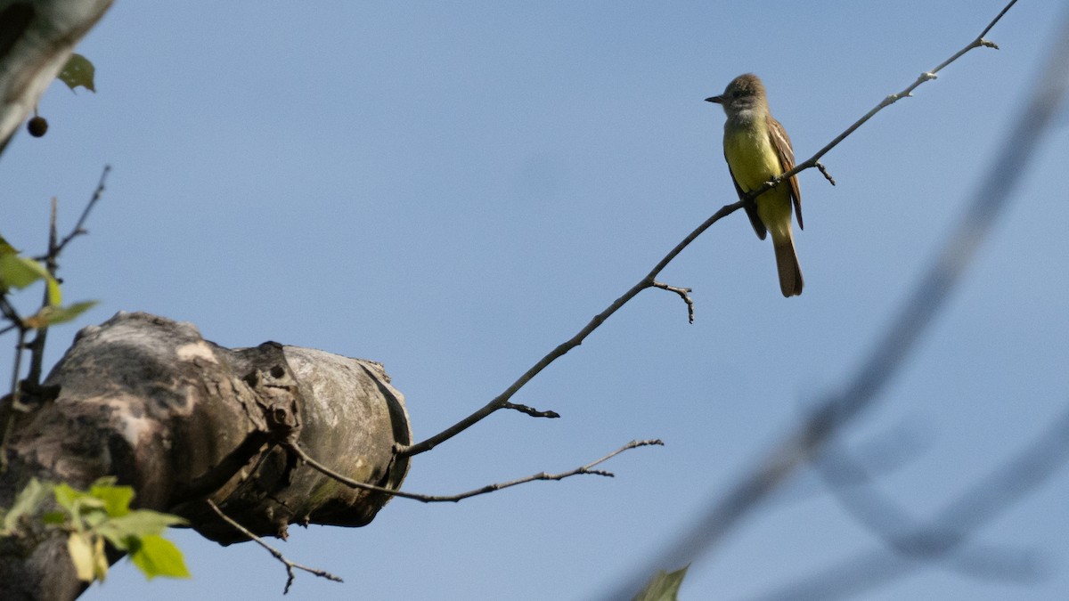 Gelbbauch-Schopftyrann - ML636226703