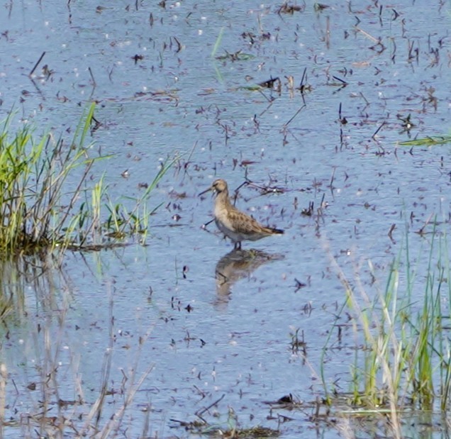 高蹺濱鷸 - ML636226708