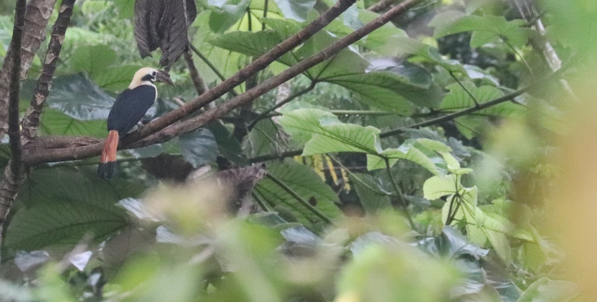 Mindanao Hornbill - ML636226727