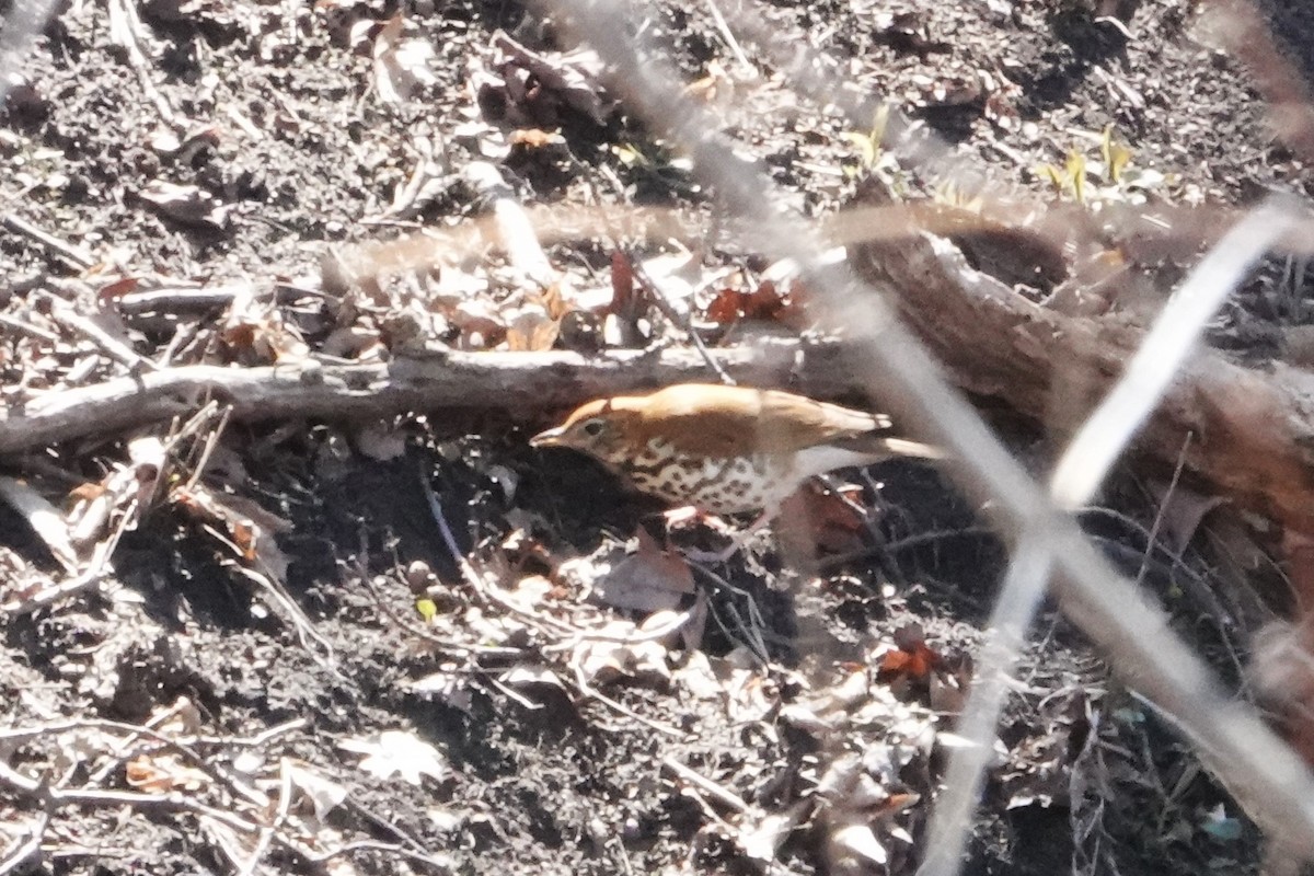 Wood Thrush - ML636226798